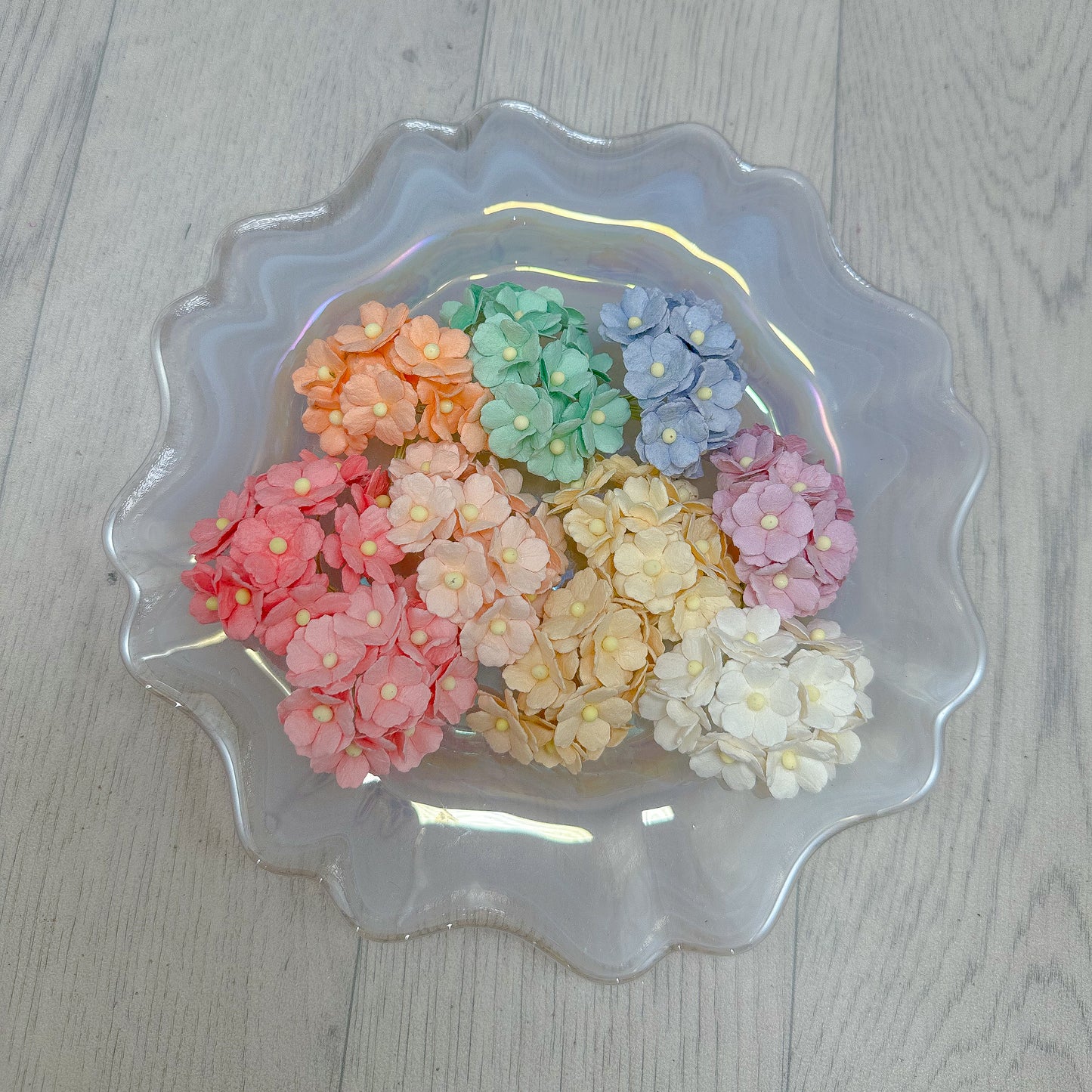 Mulberry Sweetheart Bloom Rainbow Pack