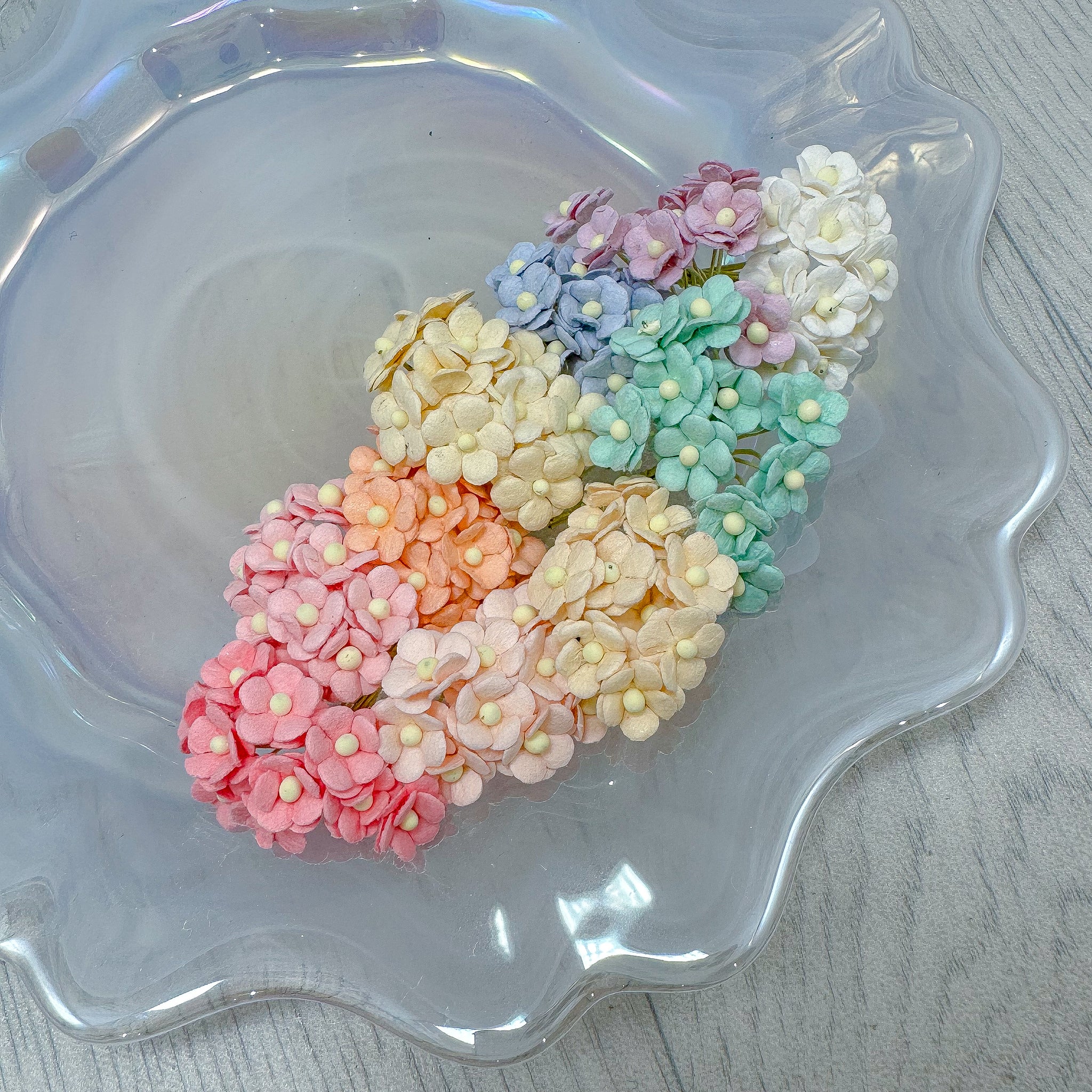 Mulberry Miniature Sweetheart Bloom Rainbow Pack