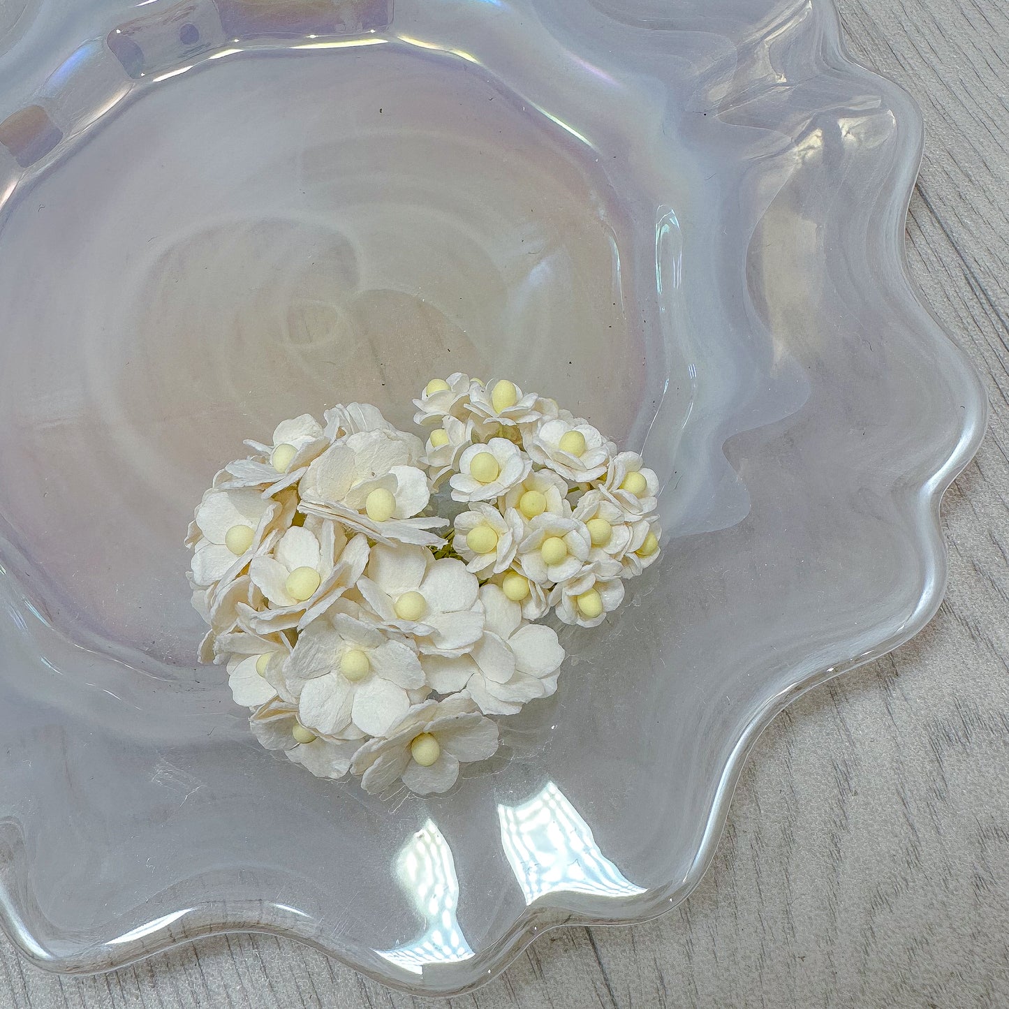 Mulberry Sweetheart Bloom White (20)