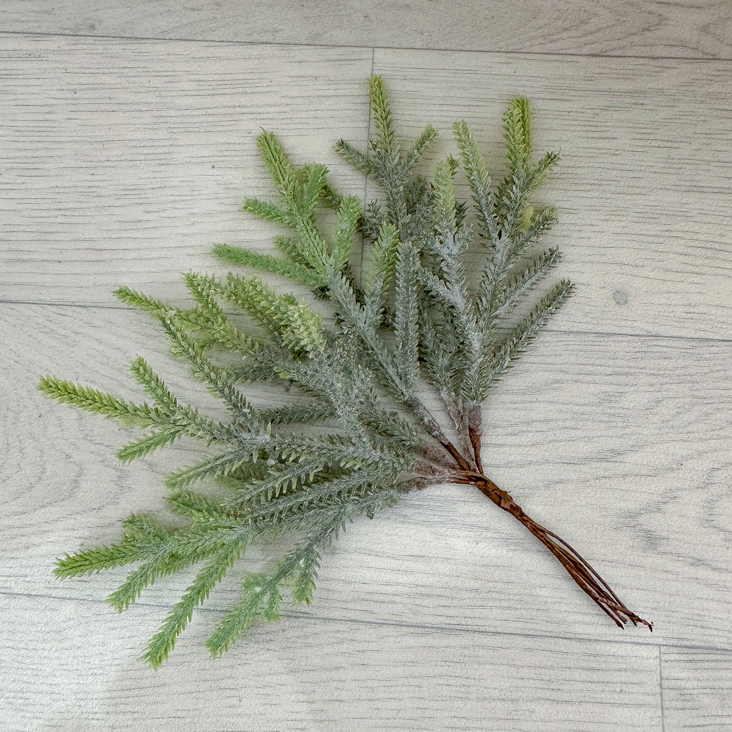 Norway Spruce Foliage