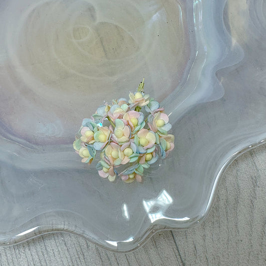 Miniature Mulberry Sweetheart Bloom Pastel Rainbow (20)