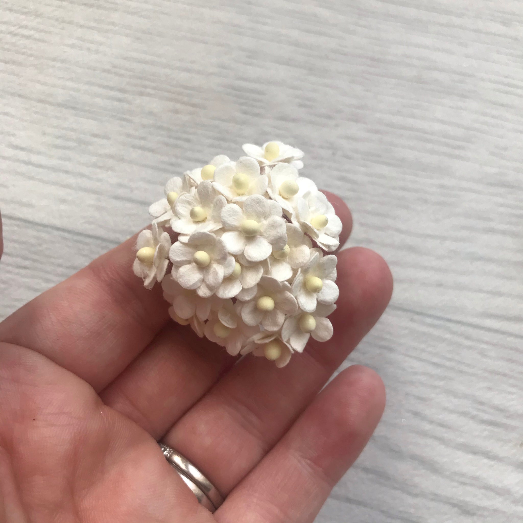Miniature Mulberry Sweetheart Bloom Ivory