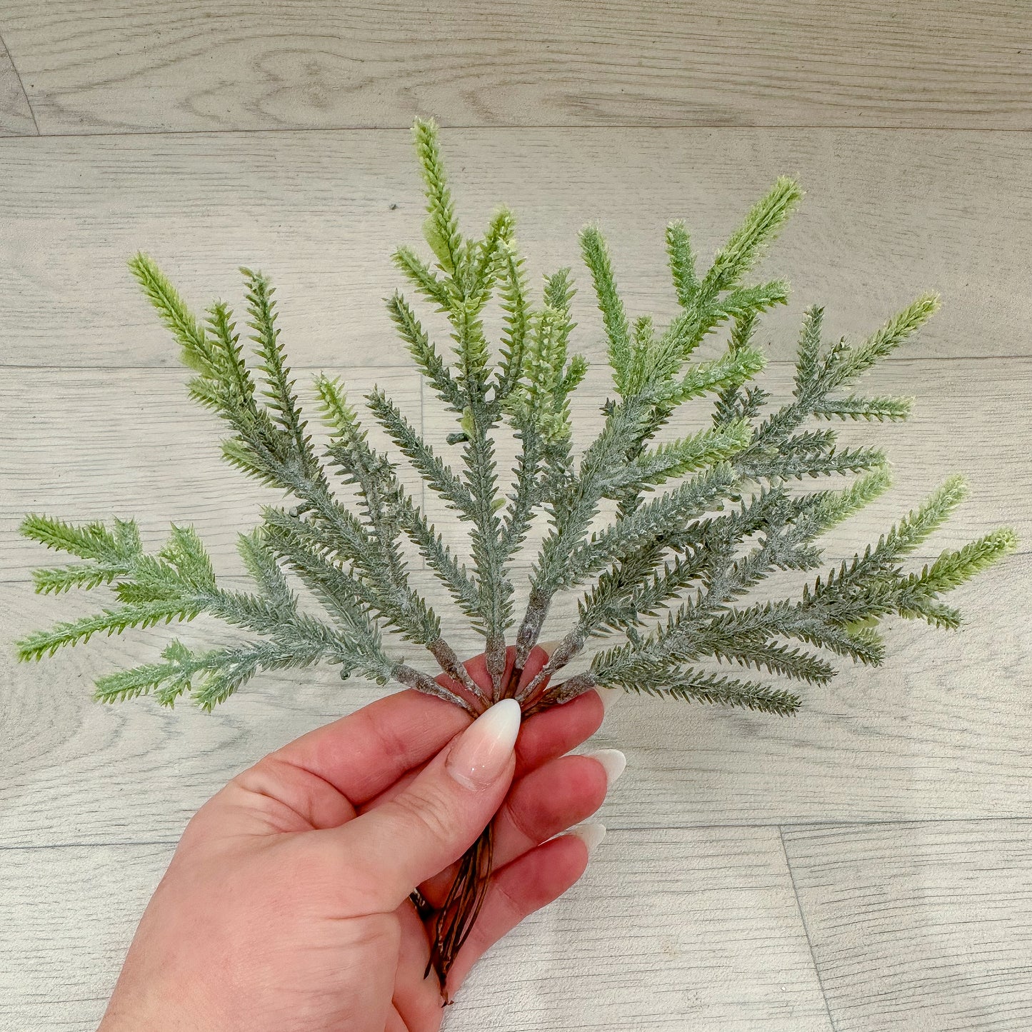 Norway Spruce Foliage